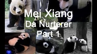 Mei Xiang   Da Nurturer Pt 1   Greatest Panda Momma in The World