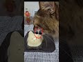 ネコとねこプリン笑 #猫 #shorts #ねこ