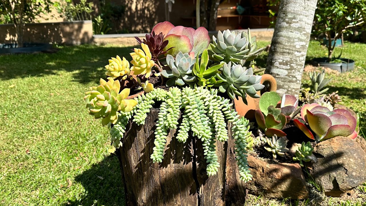 VEJA COMO PREPARAR O SUBSTRATO IDEAL PARA UM JARDIM DE SUCULENTAS E CACTOS