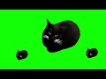 Maxwell the cat dance funny meme green screen funny memes maxwellcat greenscreen blackcat