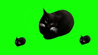 Maxwell The Cat Dance Funny Meme Green Screen #funny #memes #maxwellcat #greenscreen #blackcat