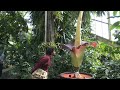 Hundreds sniff foul-smelling 'corpse flower' blooming in London | AFP