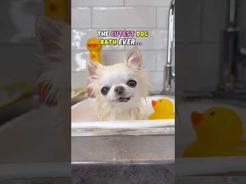 Smallest Chihuahua Gets a Bath ✨🛁✨#dogbath #cute #chihuahua