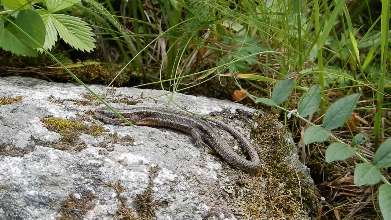 20240616 19 Fäld, Wallis Levendbarende hagedis