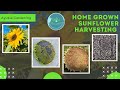 Harvesting Homegrown Sunflower Seeds with Family | Gardening Together