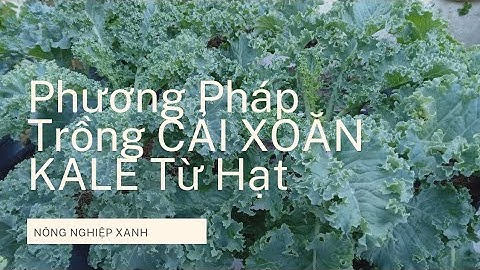 Phương Pháp Trồng CẢI XOĂN KALE Từ Hạt #2| Nông Nghiệp Xanh