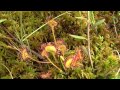 Sundew, Bog, Russia. Росянка, болото, Россия (polozov1467)