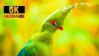 Beautiful Animals in 5K UHD with Relaxing Music