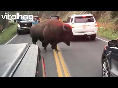 Bison Charges Man Who Challenged It || ViralHog