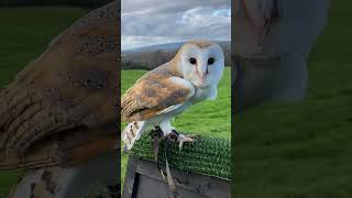 Come fly our Barn Owl!