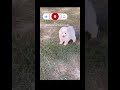 pomeranian pup #pomeranian #pomeranianpuppy #shortsfeed #shorts #shortvideo #puppy #puppies