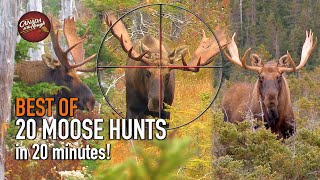 Download Lagu 20 Newfoundland Moose Hunts in 20 Minutes! (BEST OF Newfoundland HUNTING Compilation) MP3 Download Lagu 20 Newfoundland Moose Hunts in 20 Minutes! (BEST OF Newfoundland HUNTING Compilation) MP3