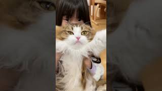 万歳する猫？ #Shorts