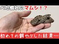 マムシ!?赤ちゃんヘビに初めての餌やり【蛇の捕食】♦️Gloydius blomhoffii!?First feeding baby snake