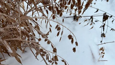 Ice Storm 2022