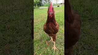 Rhode Island Red | Hen or Rooster?