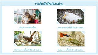 การเลี้ยงสัตว์ในบริเวณบ้าน ม.2 - Youtube