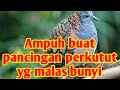 Suara perkutut buat pancingan perkutut yg malas bunyi