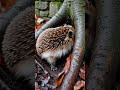 🦔 HEDGEHOG POV: Journey into the Winter Burrow for Hibernation! 🐾