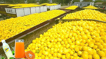 OMG!! How To Master Citrus Juice Processing For Tons Of Yields in 2023