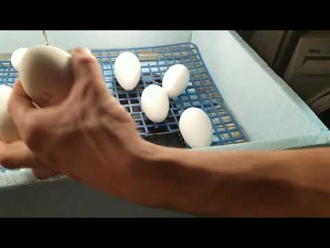 Видео: Колко яйца можете да изядете на ден