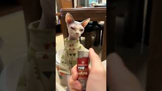 Fascinating Facts About Sphinx Cats #youtubevideos #viral #trending by Learn With Facts 3,480 views 1 month ago 1 minute, 14 seconds