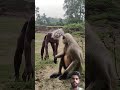 🙏🐒 hanuman ji cuz I said dirty Hai Bandar aur tiger mask wala prank #bandar  #Shorts #viralvideo