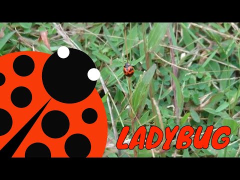 Бейне: Бақша безендіруге арналған «Ladybugs» мастер -классы