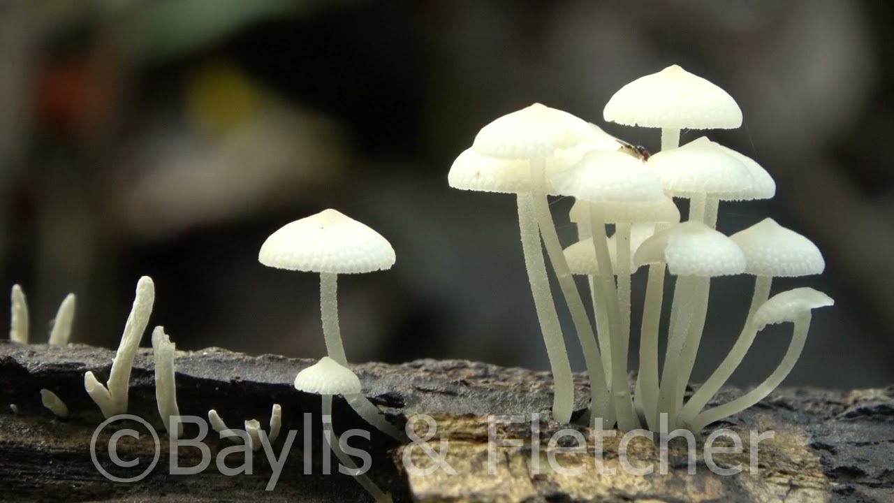 Bioluminescent fungus, lowland rainforest, Malaysia. 20210331_104542.uhd