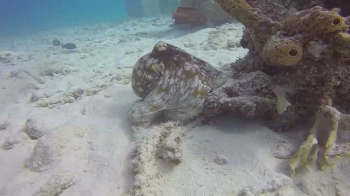 Derrickson Pinkus Bonaire video octopus Dec 2022