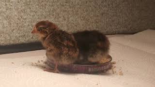 Two Days Old (Japanese Coturnix Quail)