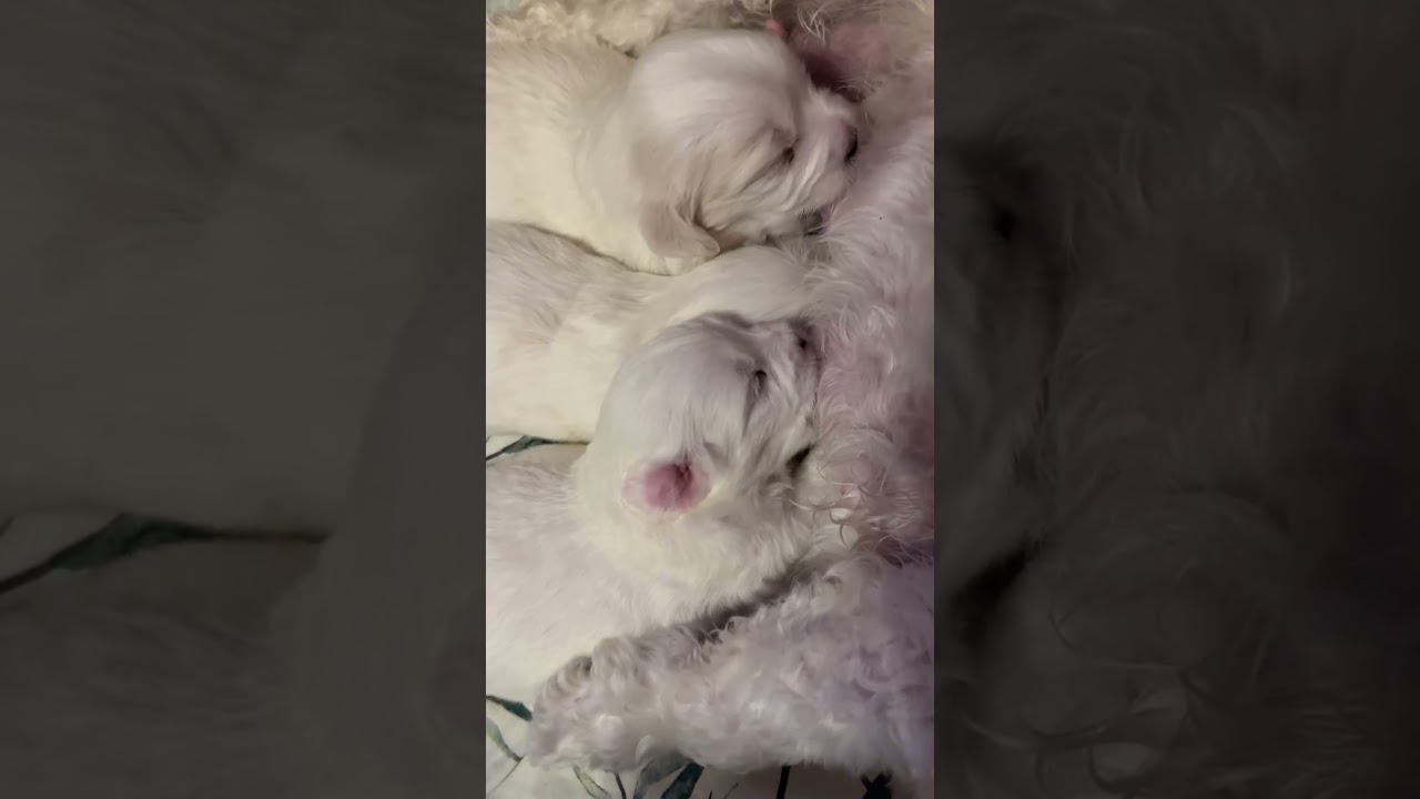 Kuvannut Mikko Tenhunen