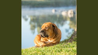 Tail-Wagging Tranquility in River Sounds