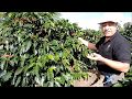 Coffee picking by hand in Costa Rica as the season begins by Tachiz Travel