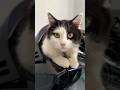 oreo pengen ikut jalan” naik motor #shortvideo #cutebabyfunn