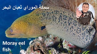 Moray eel fish سمكة الموراي ثعبان البحر المحيط الهندي