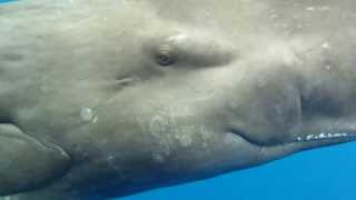 Eye to Eye with a Sperm Whale