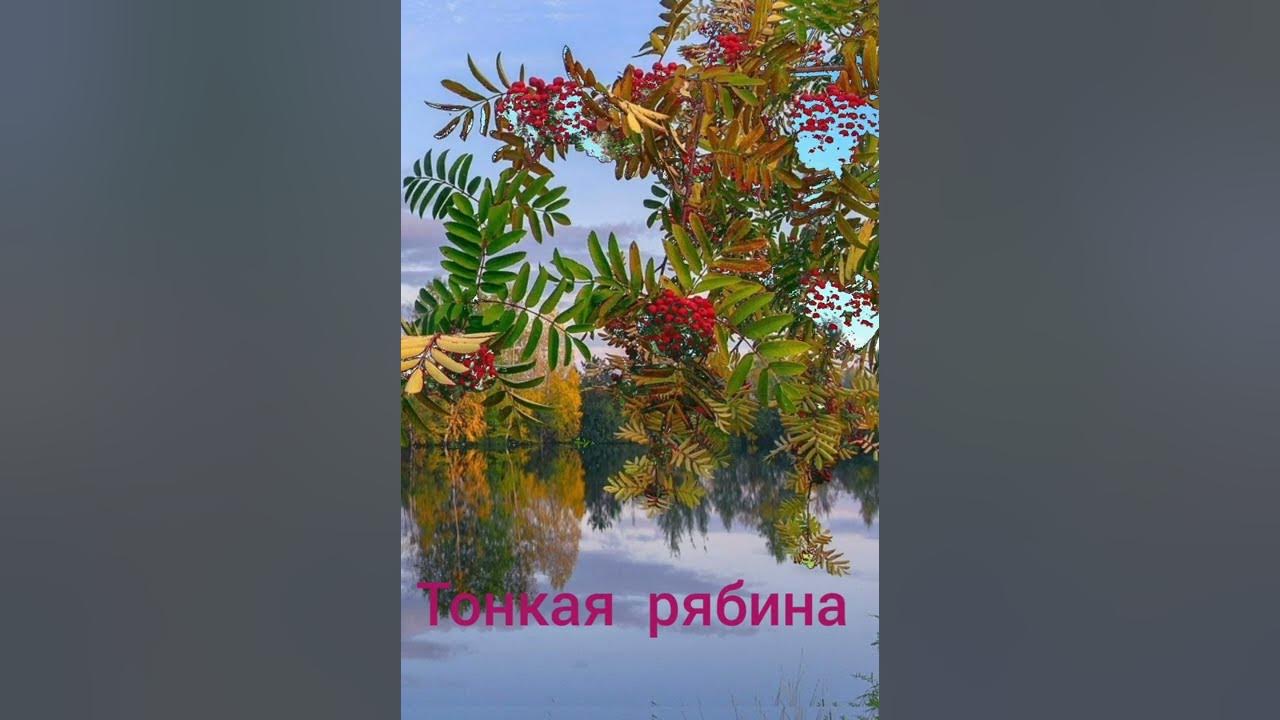 Тонкая рябина караоке. Тонкая рябина и одинокий дуб. Что стоишь качаясь тонкая рябина караоке. Тонкая рябина кватро. Но однажды ночью буря разыгралась и сама рябина к дубу перебралась.