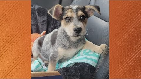 Doggone Weather: Meet Joe Thomas!