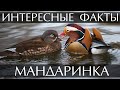 Мандаринка - интересные факты