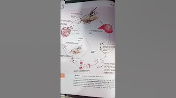 Stages in the life cycle of Plasmodium