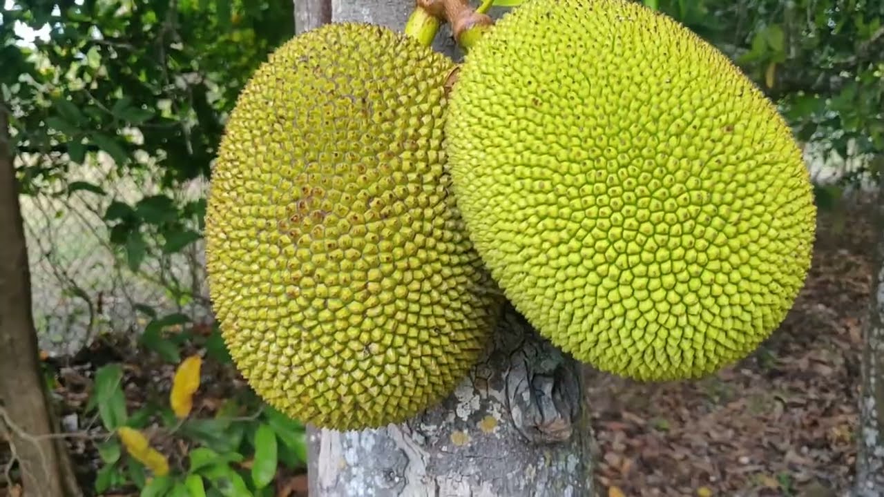 Most Awesome Fruit Experience At Fruit & Spice Park In Homestead, Florida