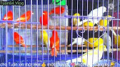 28/11 / tiệm chim cảnh Phượng 396 lê hồng phong quận 10 Sài Gòn vẹt  SUNCONURE nhồng yến phụng giá rẻ - YouTube