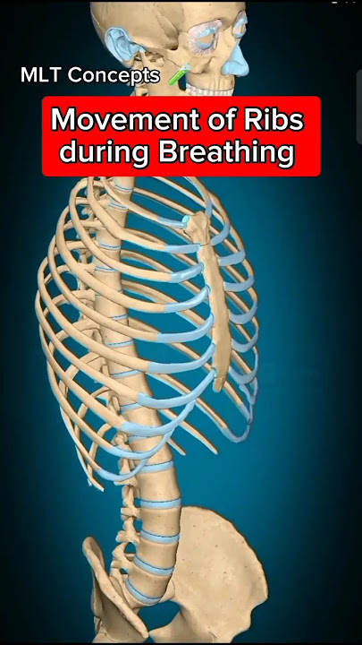 Movement of Ribs during Breathing 😮#youtubeshorts #foryou #viral #viralvideo #3d #animation #mlt