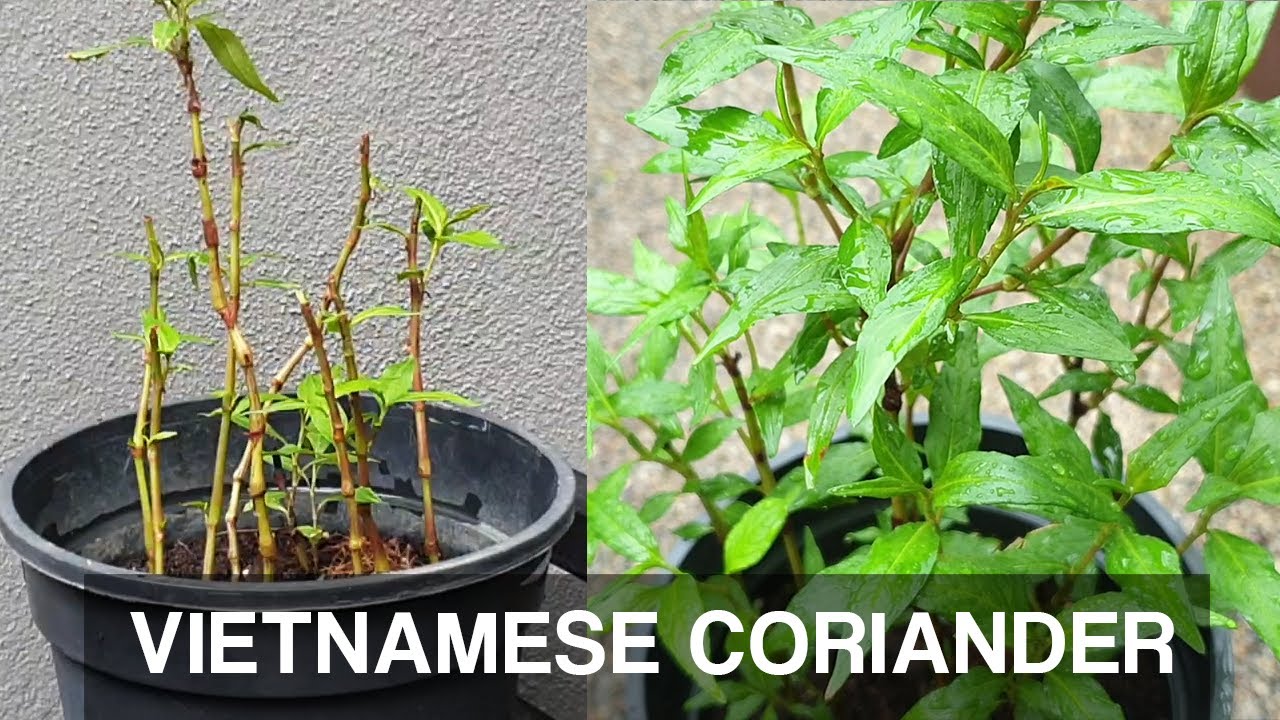 Grow  Propagate Vietnamese Coriander | Rau Ram | Kesum In Less Than 4 Weeks!