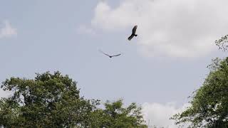 Two Eagles Soaring In The Sky | Free Stock Videos | Free Royalty Videos | Free HD Videos