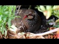 Red-Legged Partridge breeding in Norfolk Garden