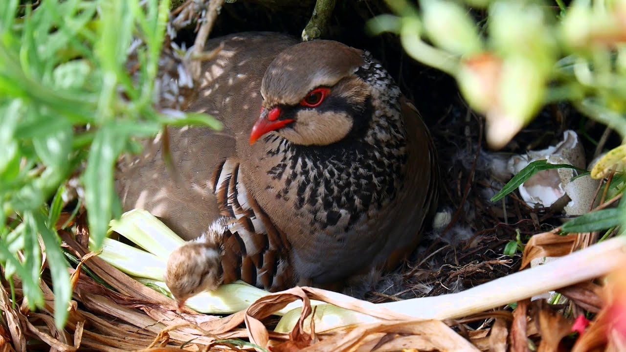 Red-Legged Partridge breeding in Norfolk Garden - YouTube