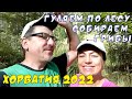 Хорватия.Грибная пора в июне 2022. Прогулка по лесу.