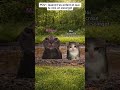 POV : Quand t’es enfant et que tu vois un escargot 🐌🙀💀 #humour #chat #escargot #faitespercersvp